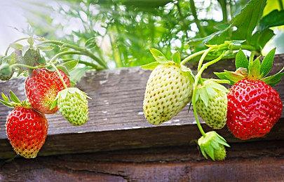 《怪物猎人 崛起 曙光》总监铃木佳刚 发推介绍刚缠兽